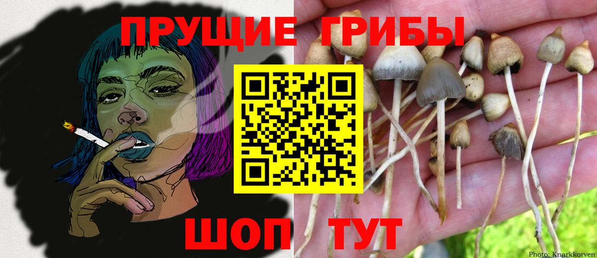 магазин  наркотиков  Псилоцибиновые грибы Psilocybine cubensis  Вход с VPN  Шали 